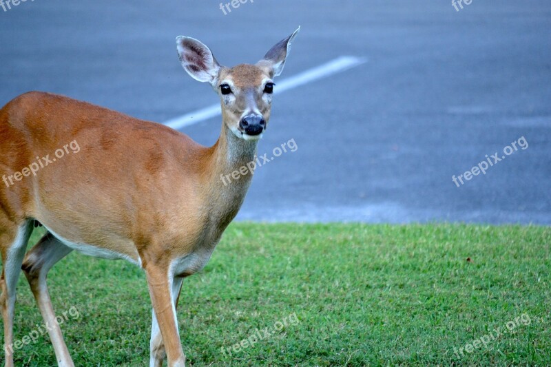 Deer Wildlife Wild Animal Free Photos