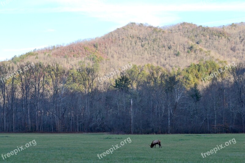 Elk Mountain Outdoors Grass Wild