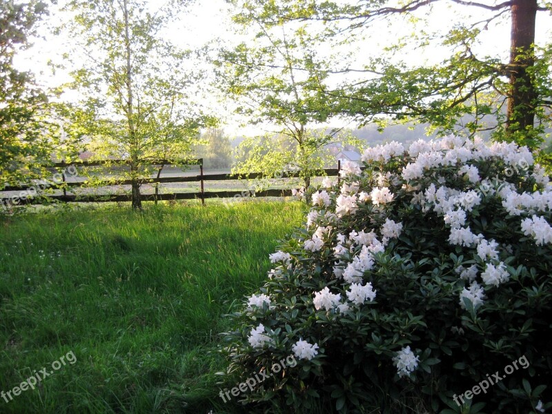 Garden Bush White Flowers Nature Spring