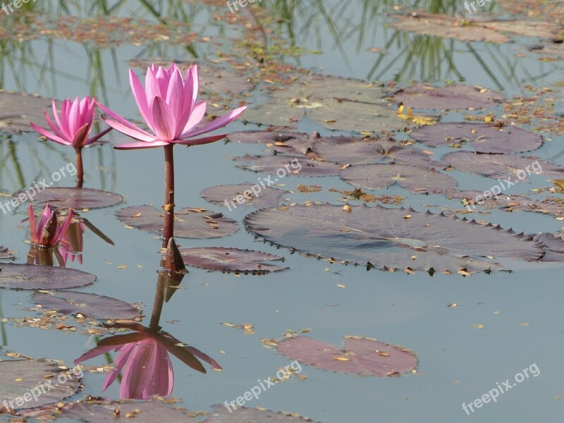 Lotus Flower Nature Water Lily