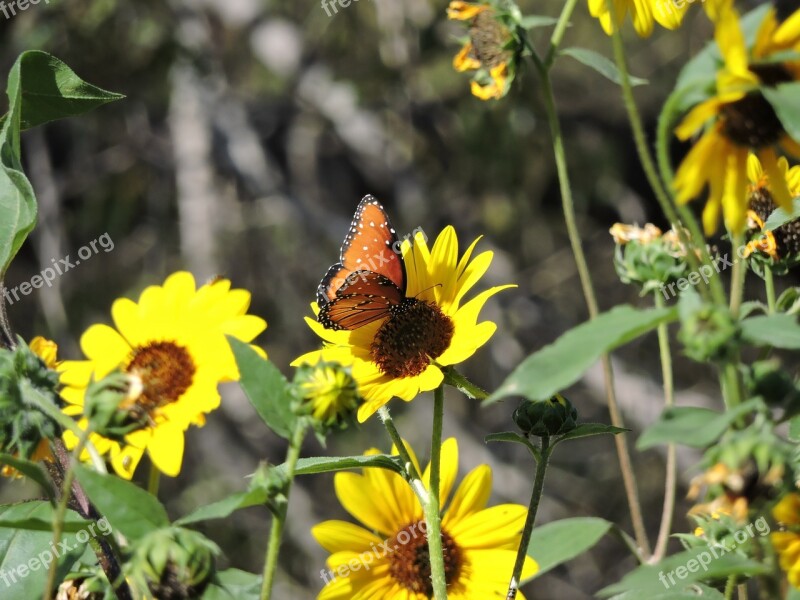 Butterfly Monarch Flower Insect Nature