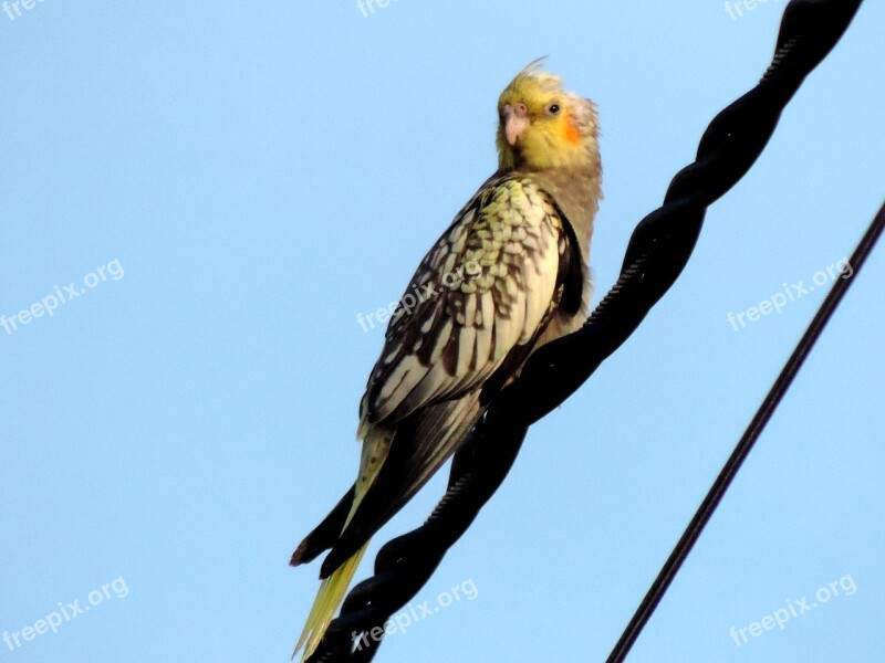 Parakeet Bird Blue Free Photos