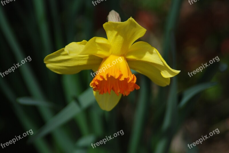 Flowers Narcissus Yellow Daffodils Daffodil One Flower