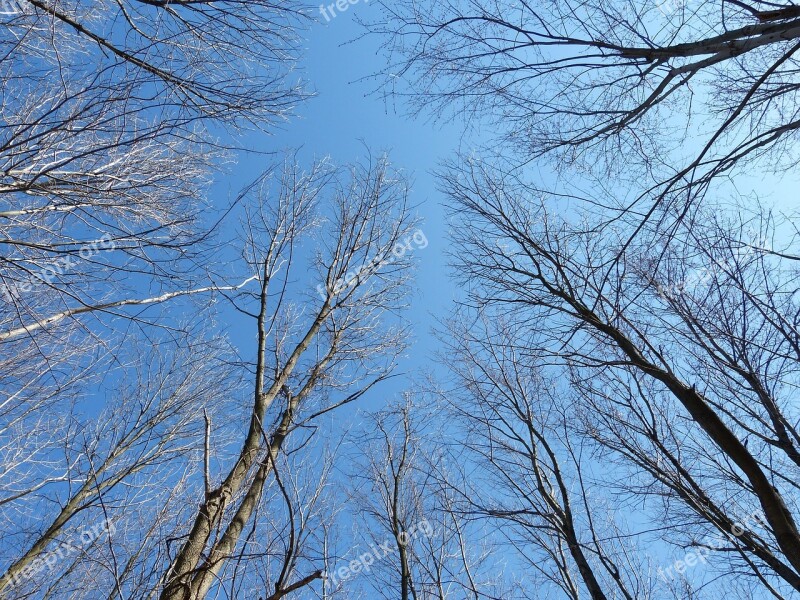 Treetops Threes Blue Nature Sunny