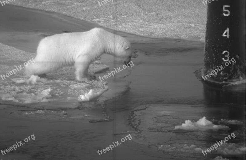 Polar Bear On Submarine Periscope Arctic Wildlife Military