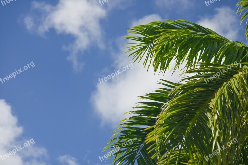 Palm Frond Sky Blue Clouds