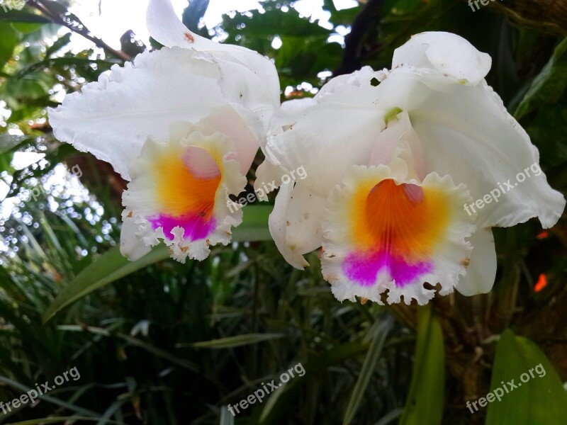 Flower Orchid Floral Exotic Nature