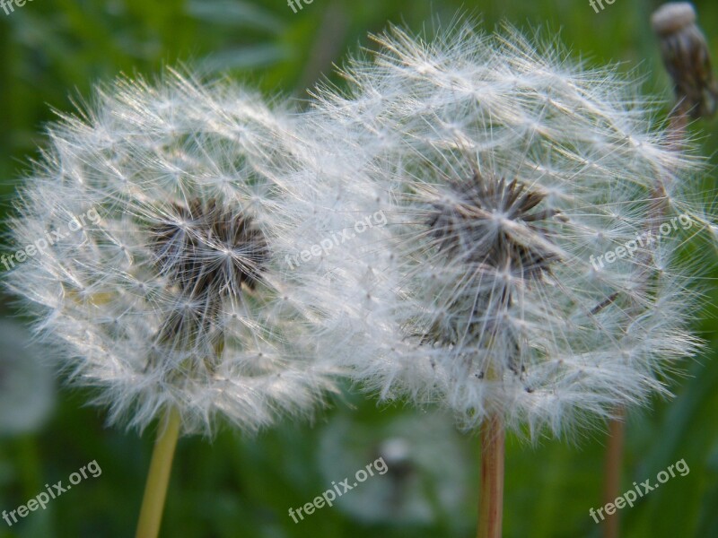 Dandelion White Nature Pointed Flower Roadside