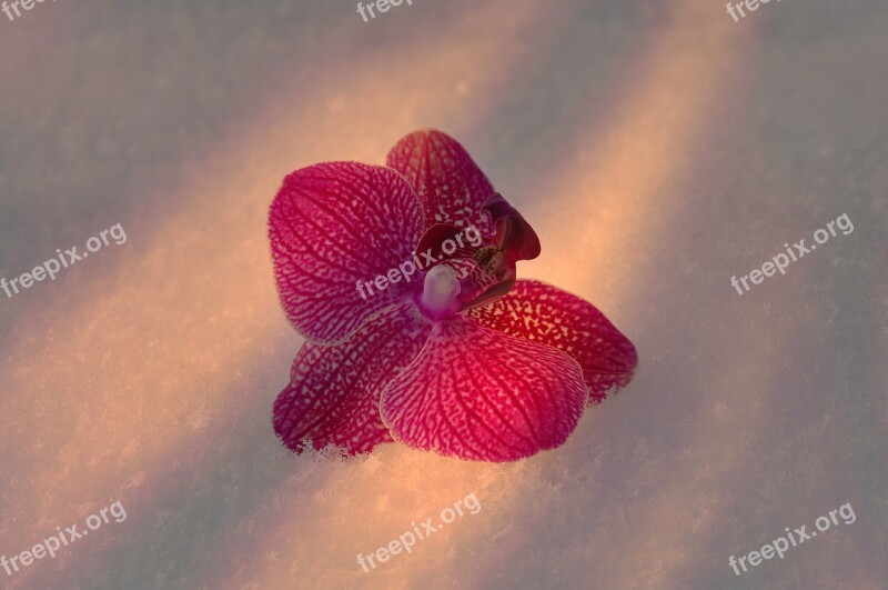 Orchid Blossom Bloom Close Up Light