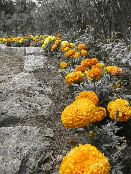 Flowers Orange Garden Color Key Nature