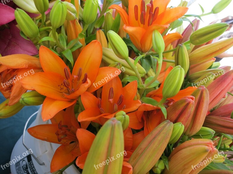 Orange Lilies Flowers Blooming Free Photos