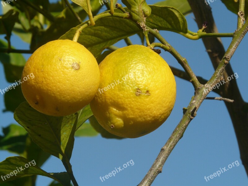 Lemon Fruit Yellow Malta Nature