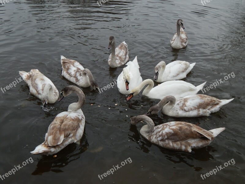 Food River Water Swans Feeding