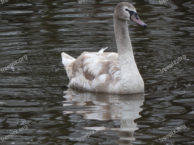 Swan Feeding Water River Free Photos