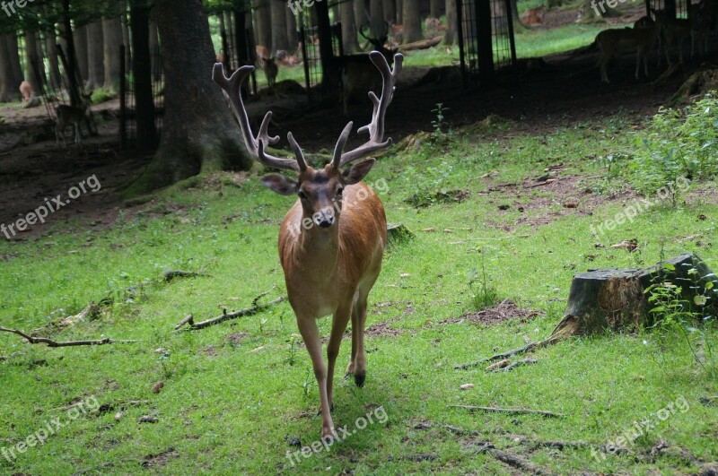 Hirsch Antler Forest Confrontation Free Photos