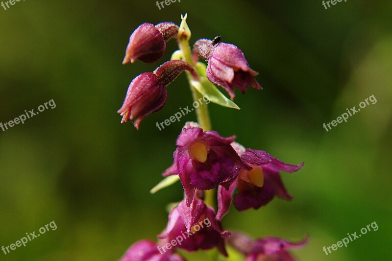 Dark Red Helleborine Epipactis Atrorubens Orchid Protected Plant Free Photos