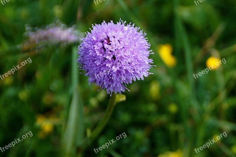 Kugelorchis Traunsteinera Globosa Orchid Protected Plant Rarely