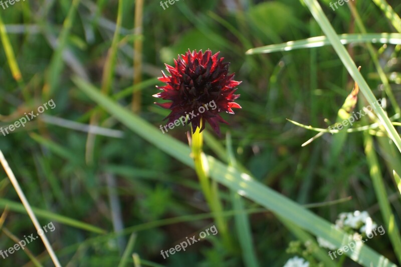 Black Cabbage Roses Nigritella Nigra Orchid Protected Plant Rarely