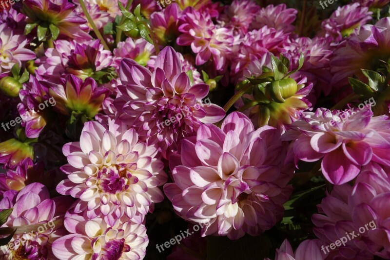 Dahlias Flowers Dahlia Floral Petal