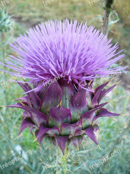 Thistle Incomplete Nature Purple Flower