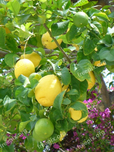 Lemons Lemon Bush Yellow Fruits Plant