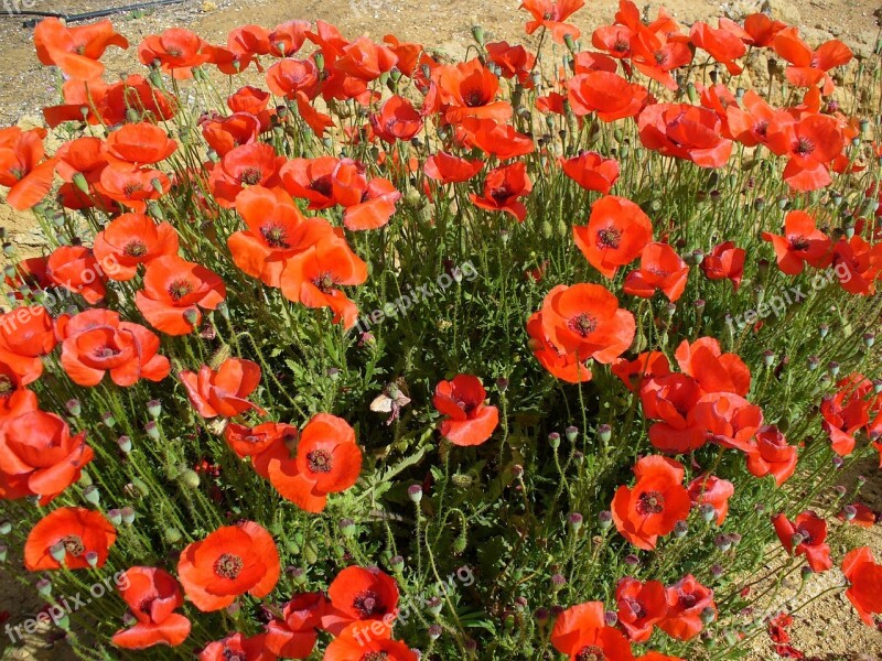 Poppy Flowers Nature Red Mohngewaechs