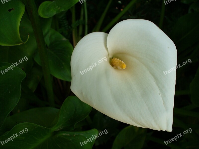 Calla Flower Plant Blossom Bloom