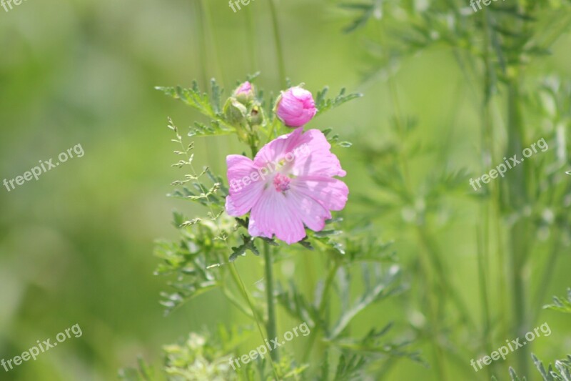 Pink Flower Summer Pink Nature Garden