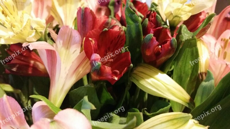 Bunch Togetherness Colors Bouquet Nature