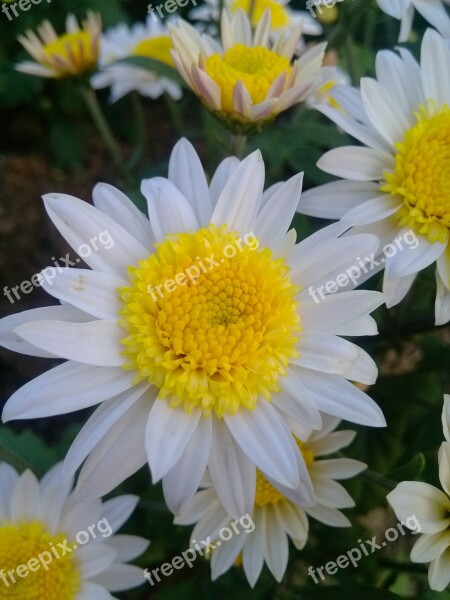 Chrysanthemum Flower The Wild Free Photos