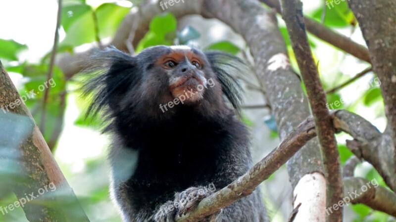 Monkey Branch Tree Look Nature