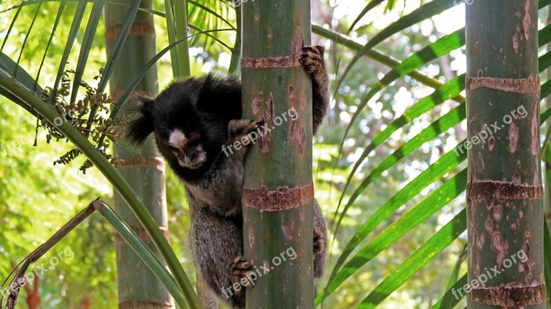 Monkey Tree Nature Trip Landscape