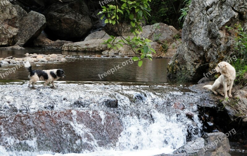 South Africa Cascade Dog Water Nature