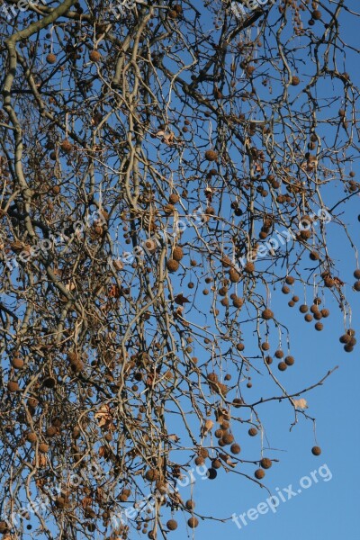 Tree Branches Air Balls Nature