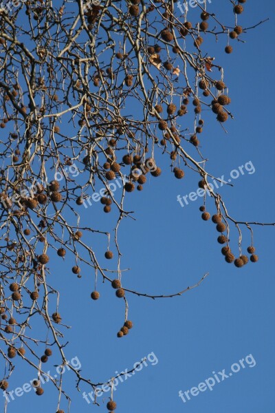 Blue Tree Balls Nature Air