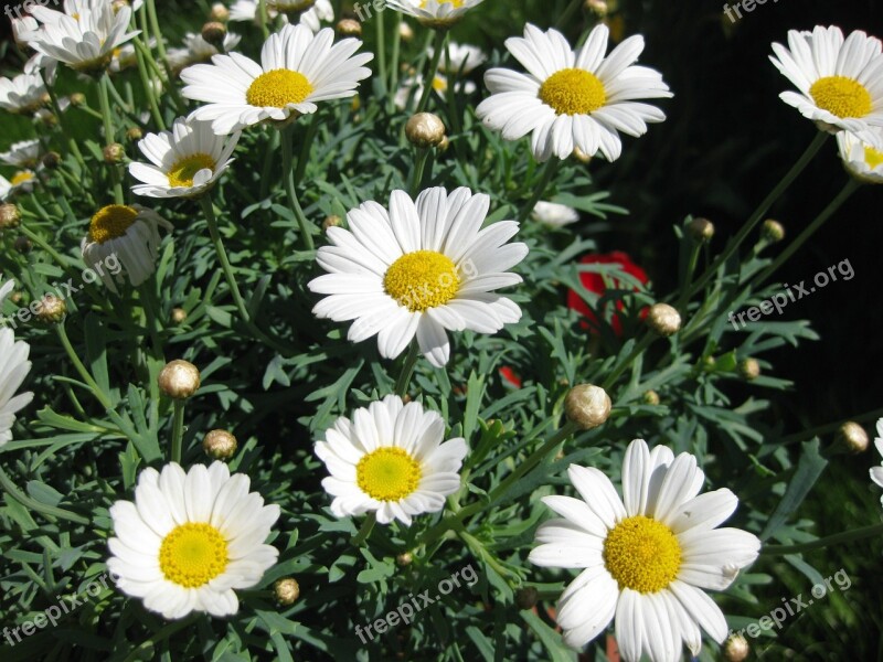 Daisies Flowers Meadow Summer Spring