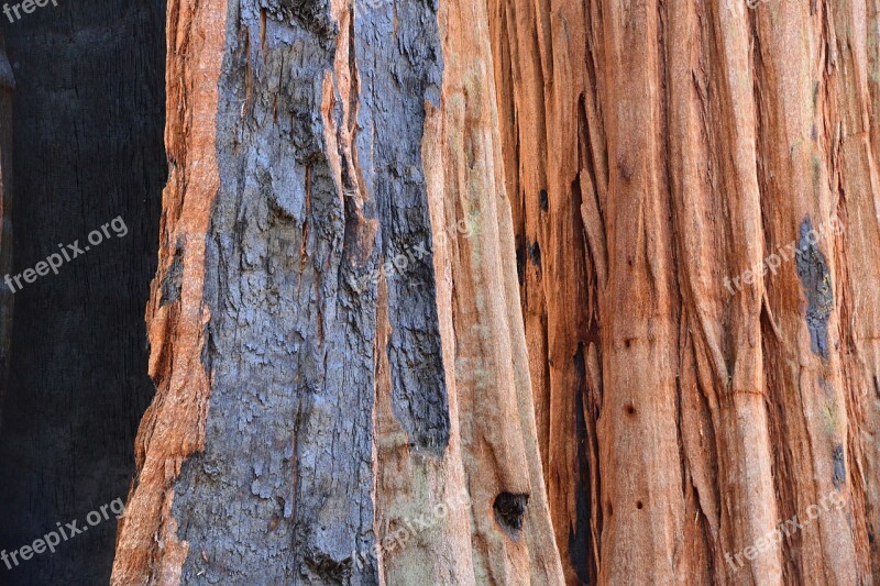 Sequoia Tree Bark Fire Tribe