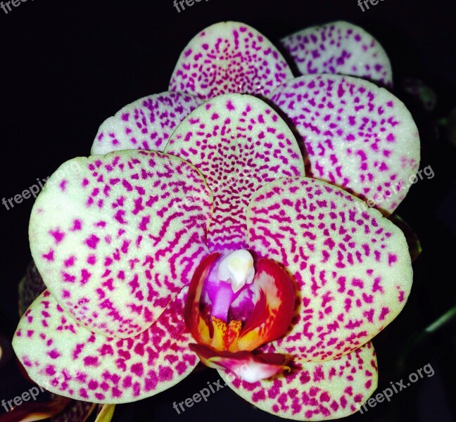 Orchid Flowers Purple Blossom Bloom