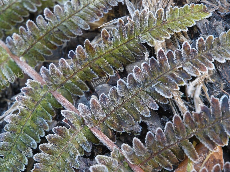 Fern Plant Forest Leaf Green