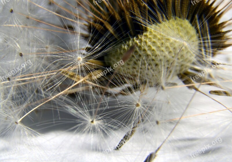 Dandelion Seed Faded Dandelions Fluff