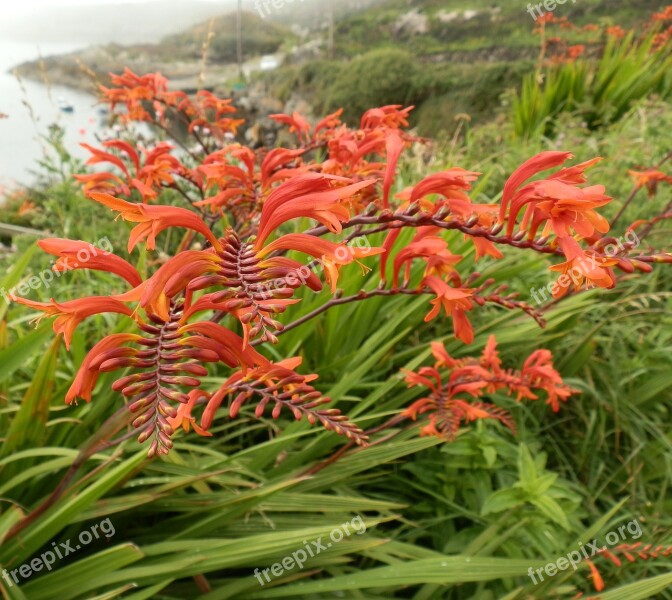 Red Flower Nature Flowers Plants Landscape