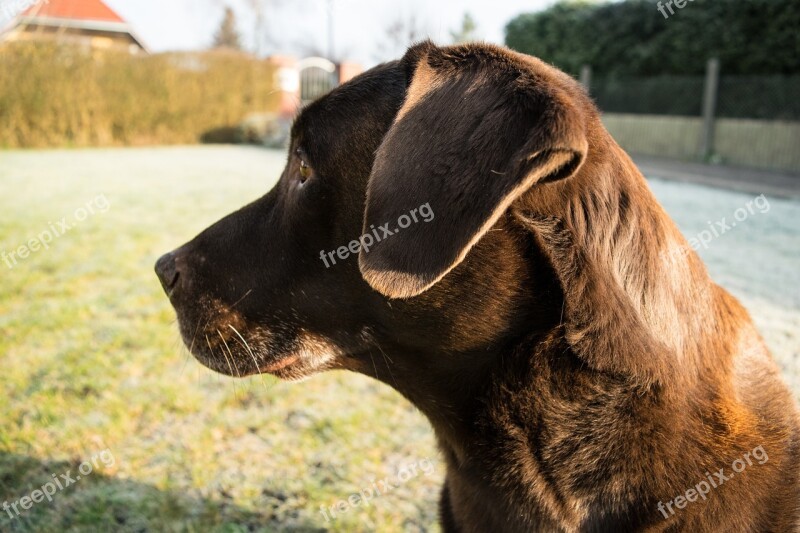 Dog Labrador Profile Picture Pet Animal