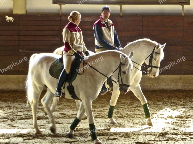 Horses Pair Equestrian Together Friendship