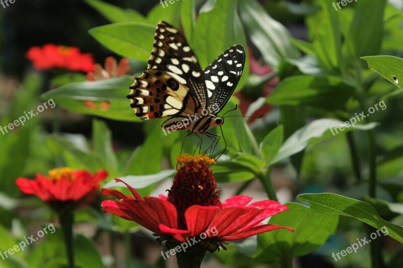 Butterfly Garden Nature Insect Colorful