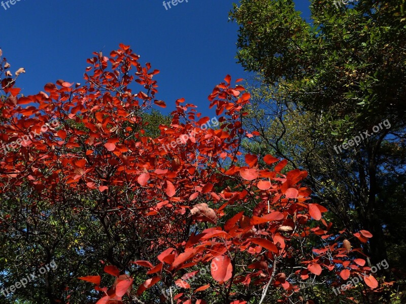 Blue Sky Red Leaves Late Autumn Huang Xinmu Free Photos