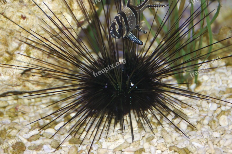 Aquarium Sea Urchin Fish Sea Water