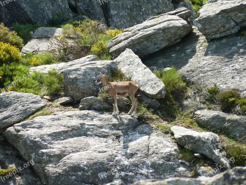 Bighorn Sheep Rocks Nature Animal Caroux