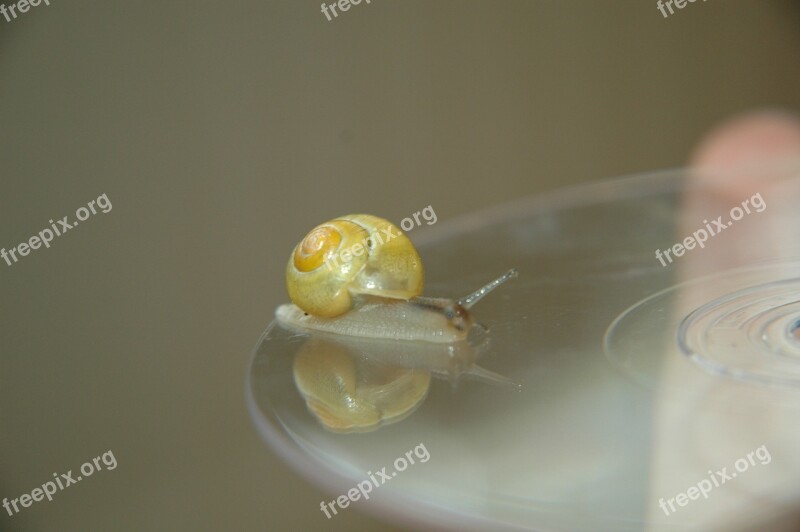 Garden Snail Seashell Slug Free Photos