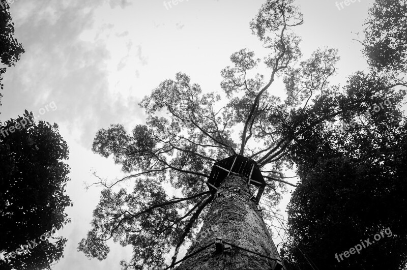 Tree House Tree Tall Black And White Nature