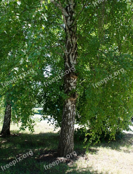 Birch Tree Leaves Nature Spring